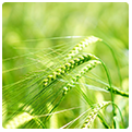 Crop Loans